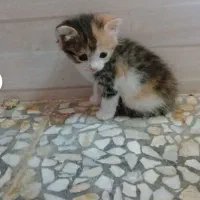 با اصالت ونژاد