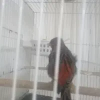 قناری|پرنده|مشهد, بلال|دیوار