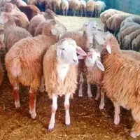 گوسفند مرغوب سید ( چاق کشتنی )|حیوانات مزرعه|قم, امامزاده ابراهیم|دیوار