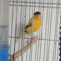 قناری نر مست