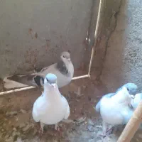 سیاهپوش بدرنگ روشن
