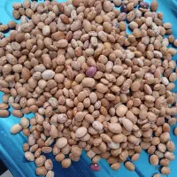 انواع حبوبات ایرانی به شرط پخت220 ارسال رایگان