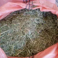 فروش یونجه درجه یک