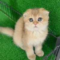 بچه گربه های اصیل و مهربون در اهواز|گربه|اهواز, کیانپارس |دیوار