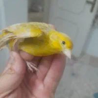 قناری معاوضه