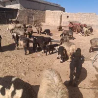 40راس میش و40راس بره