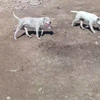 سگ داگو|سگ|شیروان (خراسان), |دیوار