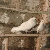 کبوترسفیدچشم سفیدنوک ریز.یک جفت مفلق سفید|پرنده|چادگان, |دیوار