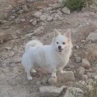 گمشده