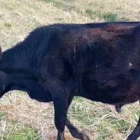 سه راس گاو نر|حیوانات مزرعه|سیاهکل, |دیوار