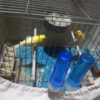 قناری نر و‌ماده مست  جفت خورده  با تخم