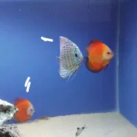 فروش جفت دیسکس5/5اینچ