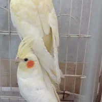 عروس هلندی مولدو لوتینو|پرنده|کرج, استاندارد|دیوار