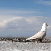 پرنده  پرشی