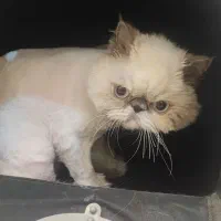 اصلاح و شستشو سگ و گربه|خدمات پیشه و مهارت|زنجان, |دیوار