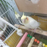 جوجه عروس هلندی