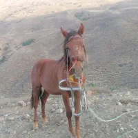 است نریان 15 ماهه