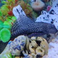 فروش ۵ عدد ماهی زینتی|ماهی|قوچان, |دیوار