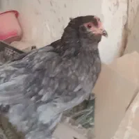 مرغ‌گلین‌تخمگذار‌و‌خروس‌گلین|حیوانات مزرعه|قم, شاه ابراهیم|دیوار