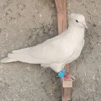 کبوتر ی رنگی 3عدد