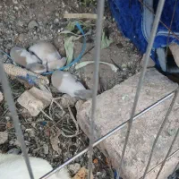 ۴تاخرگوش معاوضه