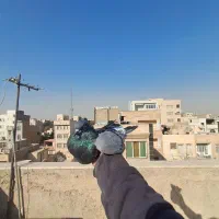 کفتر/|پرنده|ری, سیزده آبان|دیوار