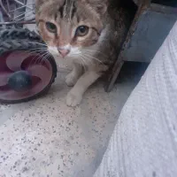 بچه گربه