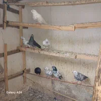 کبوترپرشی|پرنده|رشت, تازه آباد|دیوار