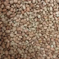 فروش لوبیا آشی