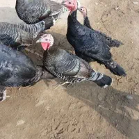 بقلمو|حیوانات مزرعه|پلدشت, |دیوار