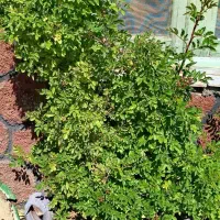 تعدادی گل رونده شاداب وپرریشه