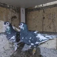 پنج جفت کفتر جفتگاه|پرنده|مشهد, قائم|دیوار