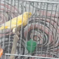 قناری نر۱۱ماه پرتقالی مست قیمت۲۳۰۰