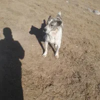 سگ خراسانی|سگ|شیروان (خراسان), |دیوار