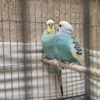 مرغ عشق با جوجه هاشون