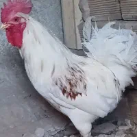 مرغ و خروس
