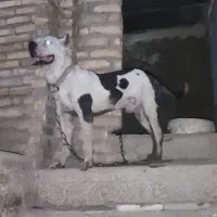 پیتبول