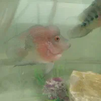 ماهی فلاور جفت