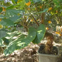 گل بابا آدم|گل و گیاه طبیعی|کیاکلا, |دیوار