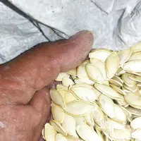 تخم کدو|خوردنی و آشامیدنی|اصفهان, امین‌آباد|دیوار