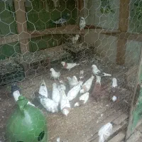کفتر|پرنده|ماکلوان, |دیوار