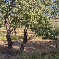 فروش ۲۷۰۰متر باغ زیر قیمت استثنایی|فروش زمین و ملک کلنگی|اصفهان, شاهزاده ابراهیم|دیوار