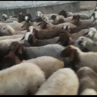 معاوضه باتراکتور مدل ۹۵به بالاو ماشین مدل بالا