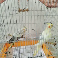 عروس هلندی نرو ماده