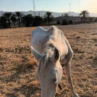 اسب|اسب و تجهیزات اسبسواری|خنج, |دیوار