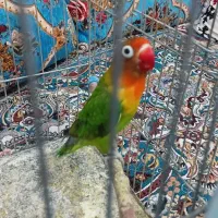 کوتوله ماده|پرنده|مهرستان, |دیوار