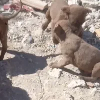 توله های پینبول خوش رنگ|سگ|اردبیل, |دیوار