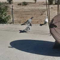 کفتر پلاکی|پرنده|کوه چنار, |دیوار