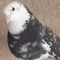 کبوترهماسرور|پرنده|کهریزک, |دیوار