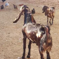 یک عدد بز کره سرائیلی اصل|حیوانات مزرعه|سروستان, |دیوار